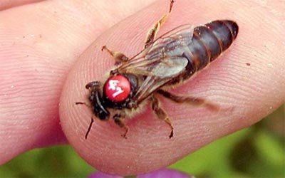 Gekennzeichnete Bienenkönigin