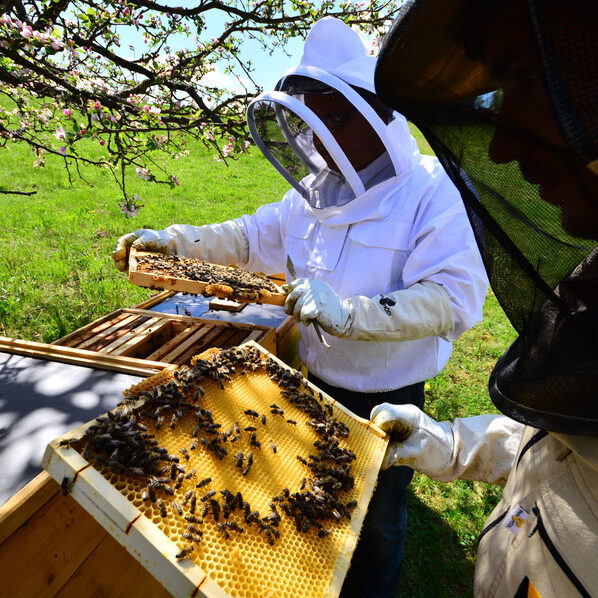 Bienenwaben mit Honig