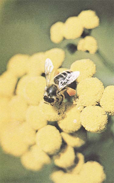 Blütenpollen