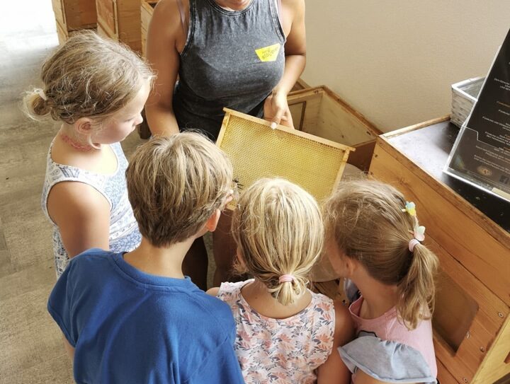 Kinderführung in der Bio-Imkerei